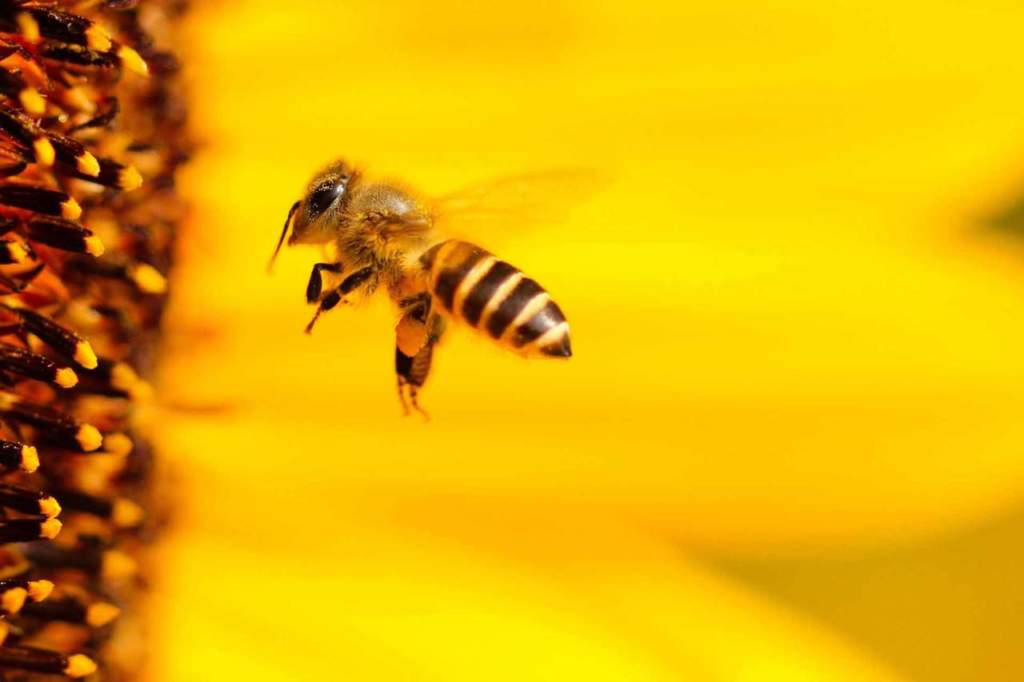 insetti impollinatori