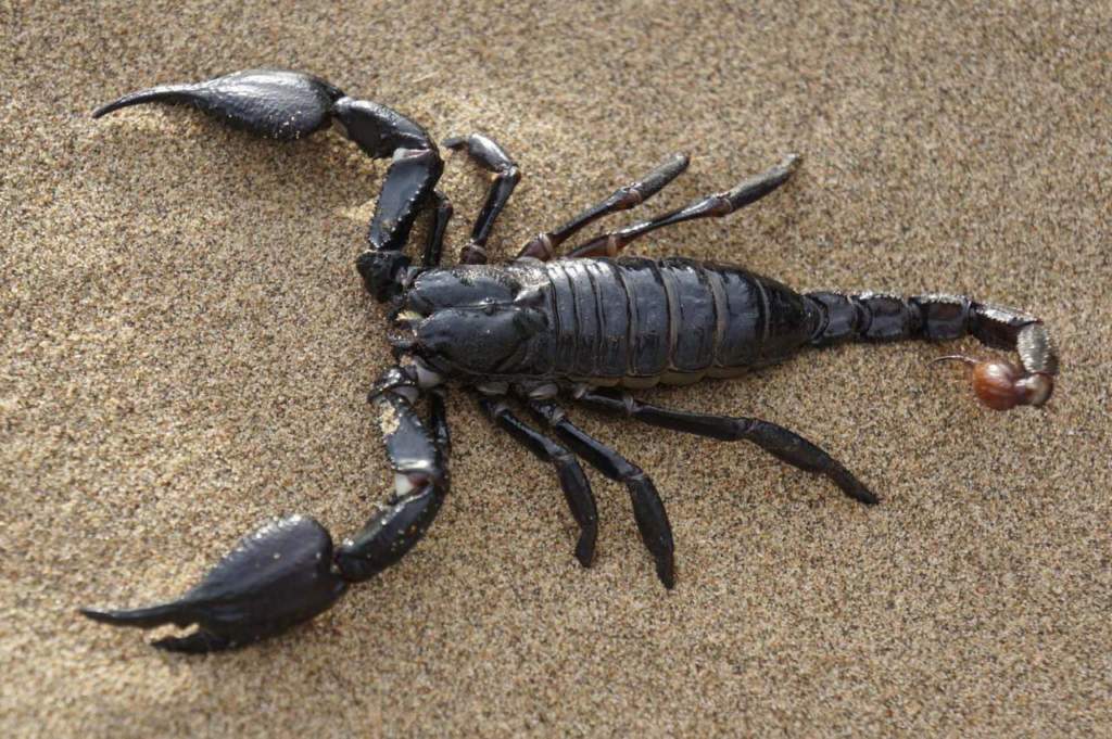 scorpioni