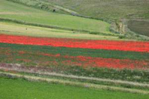mostre mercato castelluccio