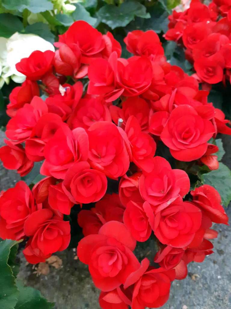 Begonia elatior