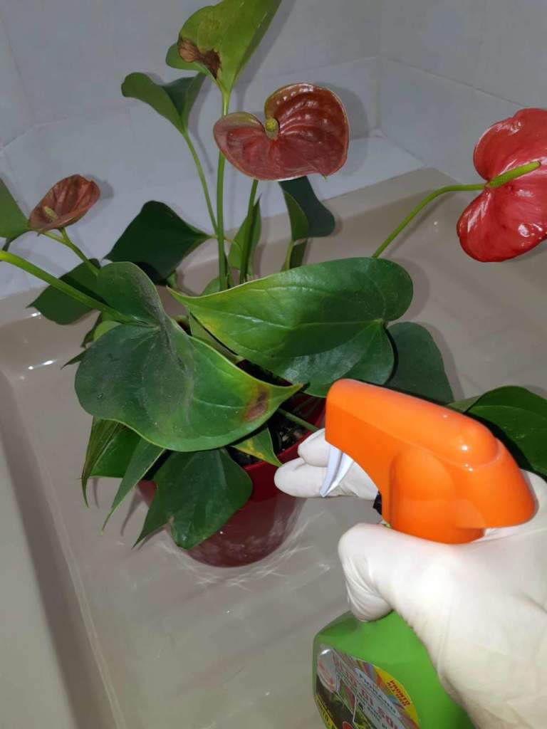 fitofarmaci anthurium