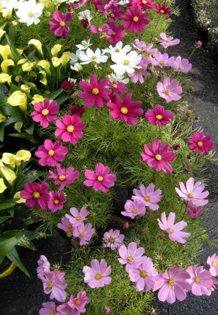 cosmea
