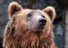 orso
