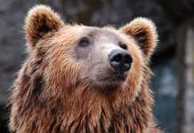 orso