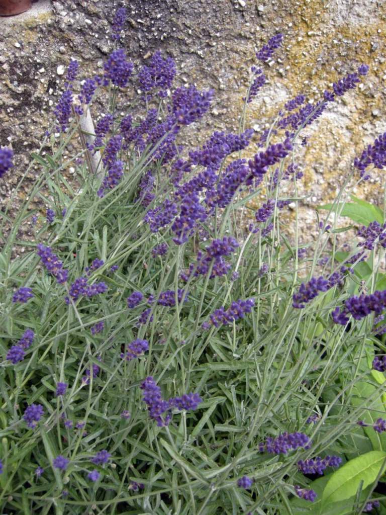 lavandula hidecote blue lavanda