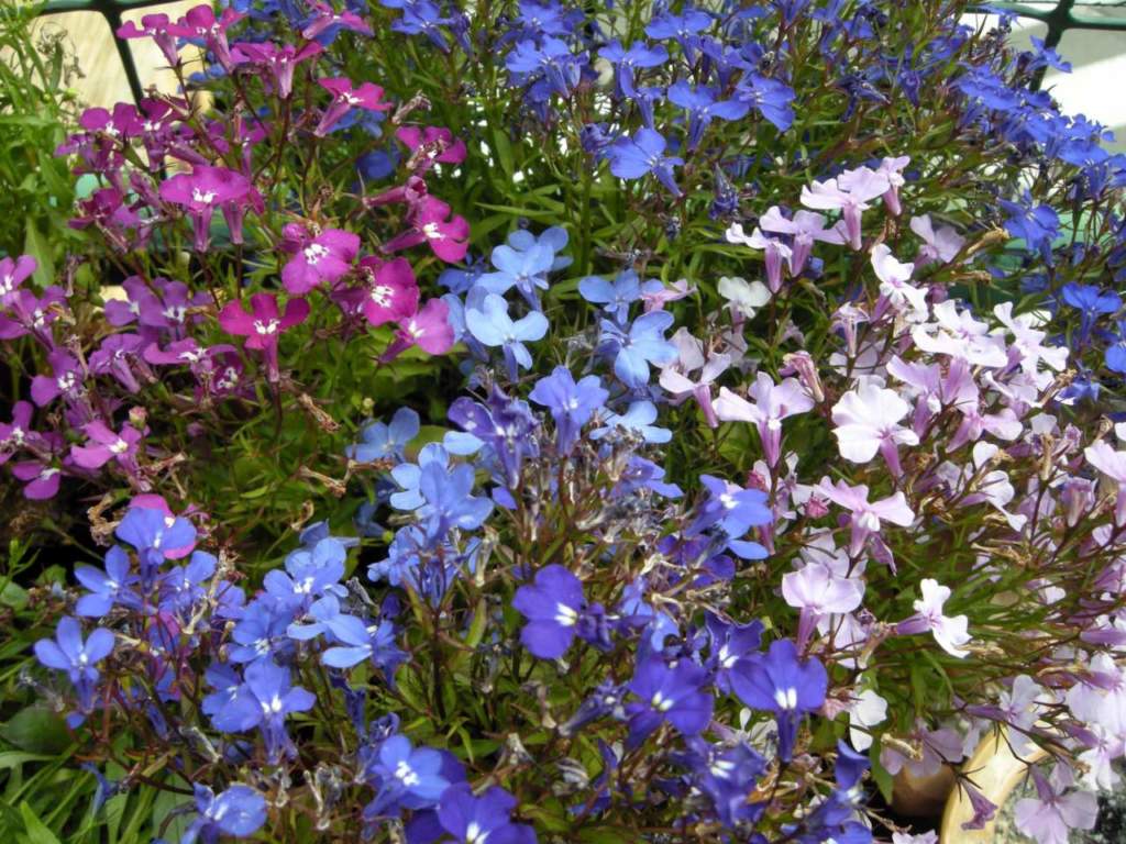 lobelia