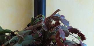 natalina radici aeree