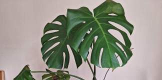 monstera macchie marroni