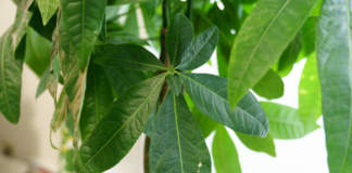 pachira macchie bianche