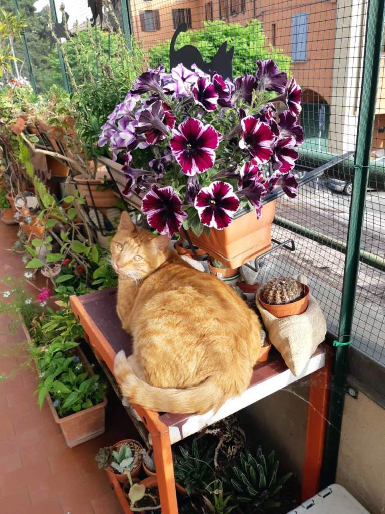 gatto terrazzo sicurezza