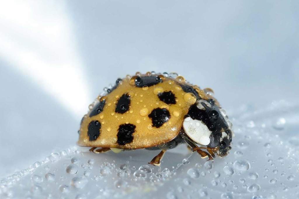insetti predatori