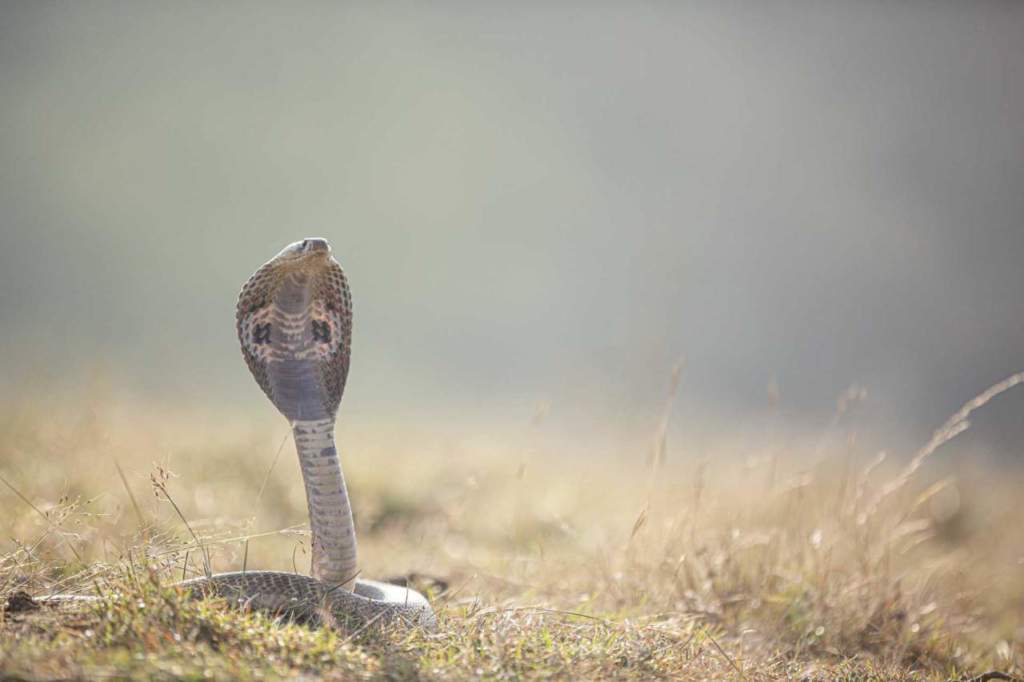 serpente cobra