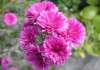Aster novi-belgii