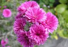 Aster novi-belgii