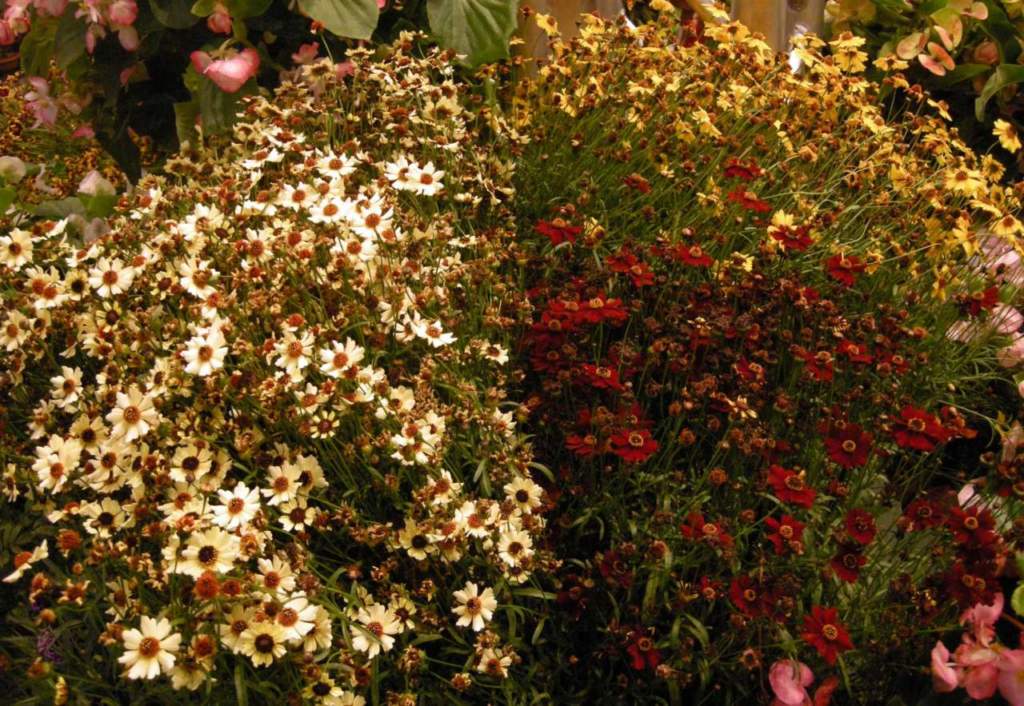 Coreopsis