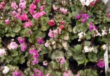 Ciclamino, tutto quello che avreste voluto sapere ciclamino