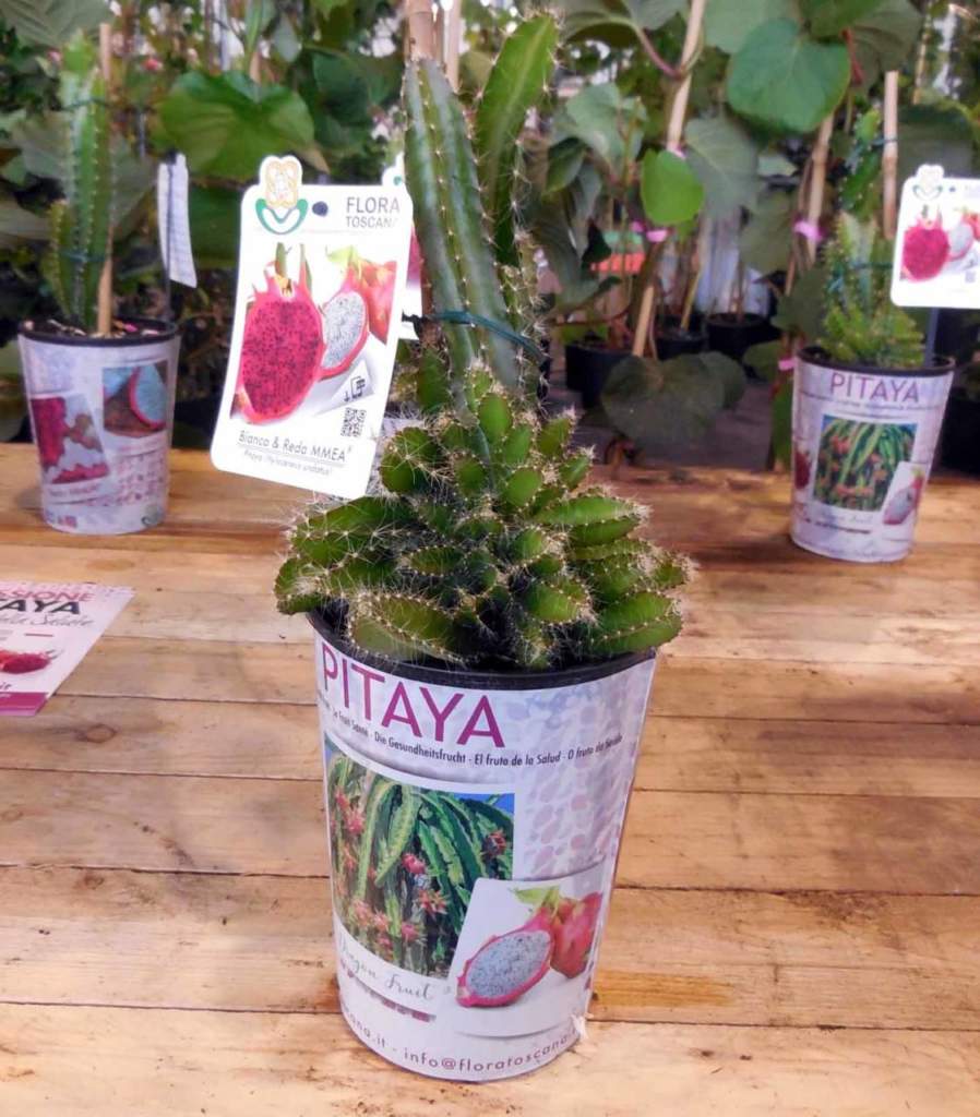 pitaya