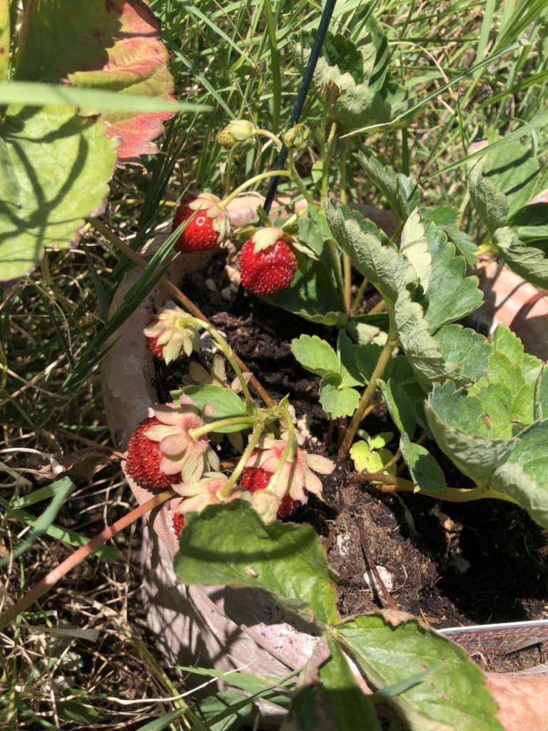fragola