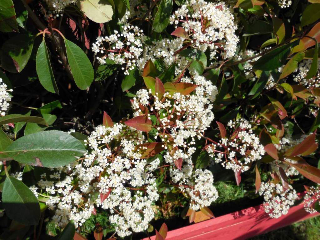 photinia siepe terrazzo