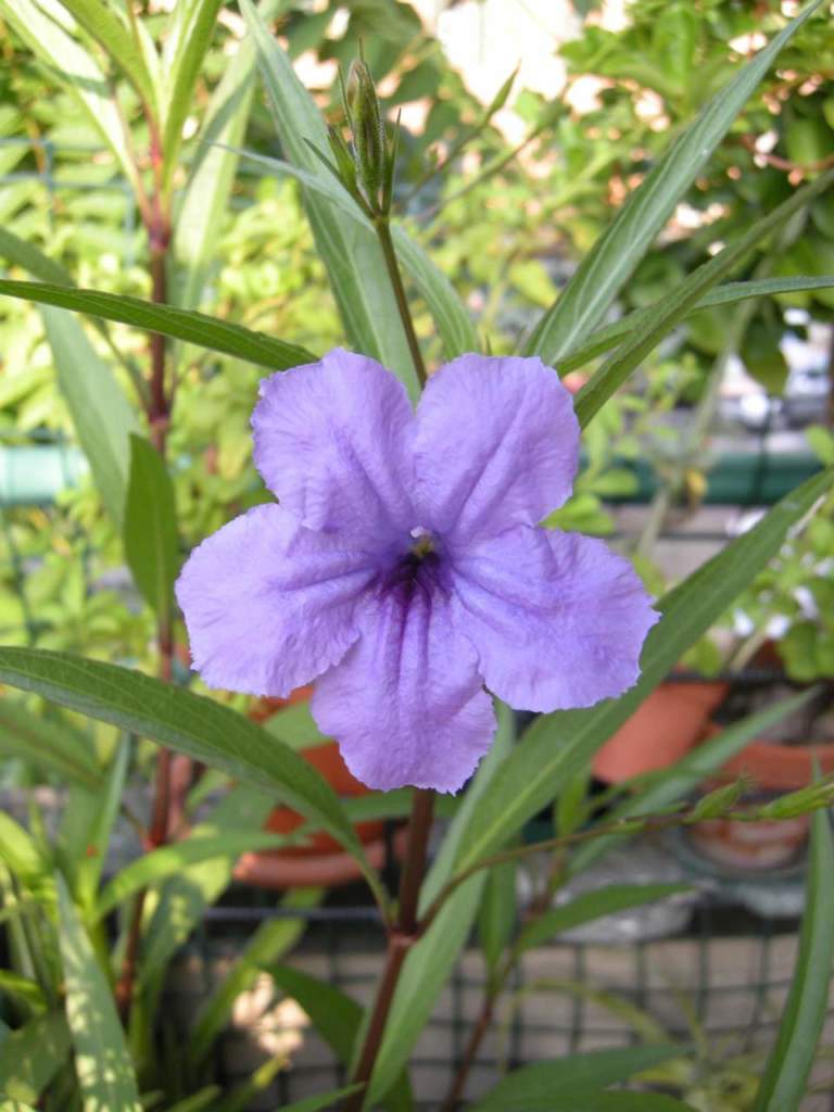 ruellia brittoniana