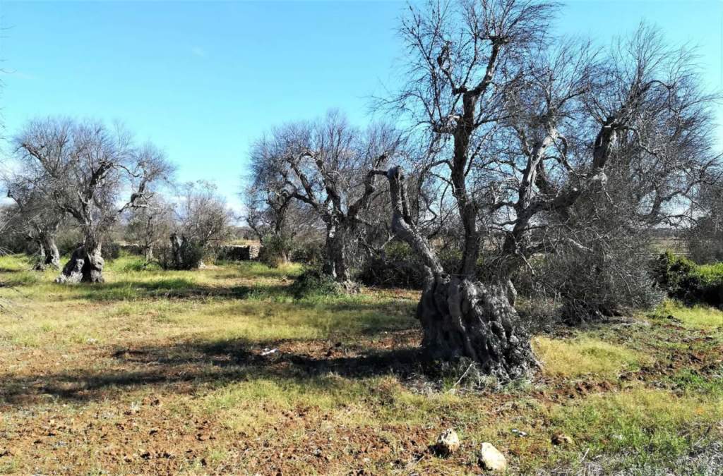 olivi xylella