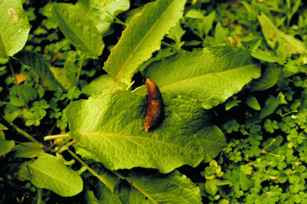lumaca