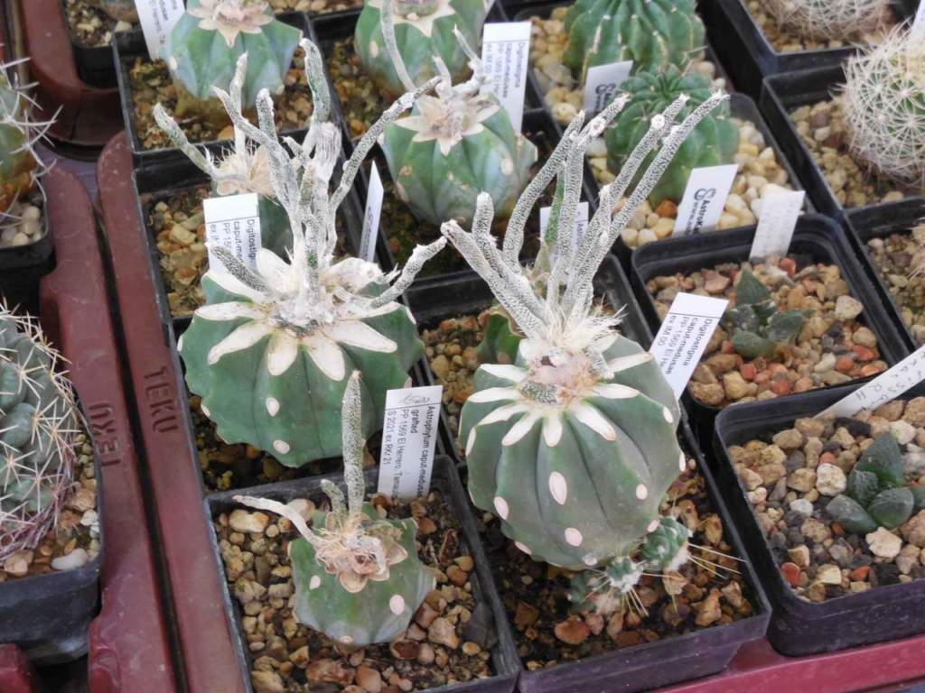 festa del cactus