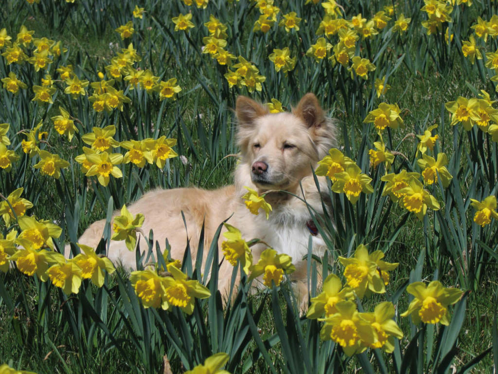 cane_fra_narcisi