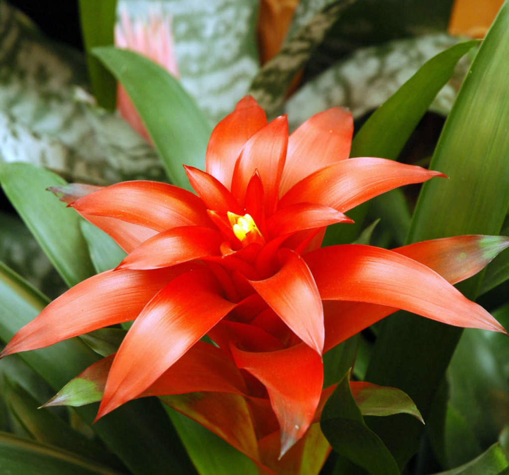 guzmania