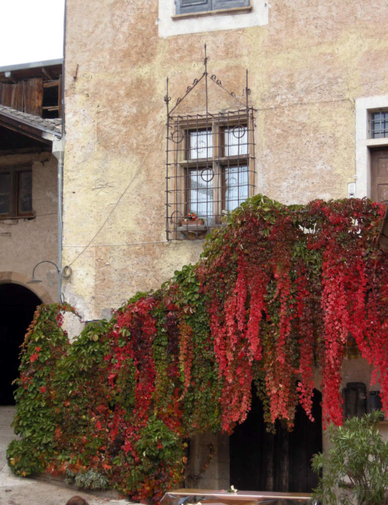 parthenocissus