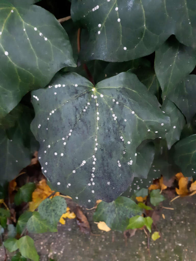 cocciniglie edera