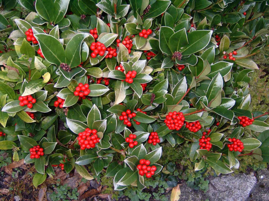 skimmia