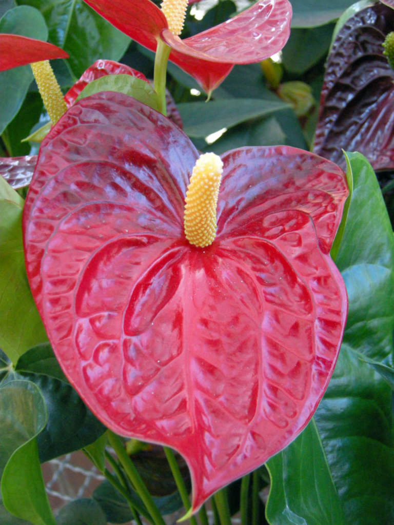 anturio