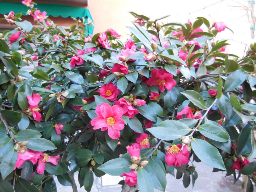 camelia sasanqua