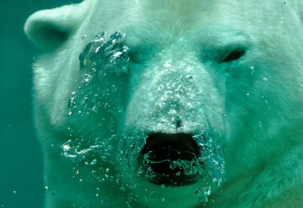 orso