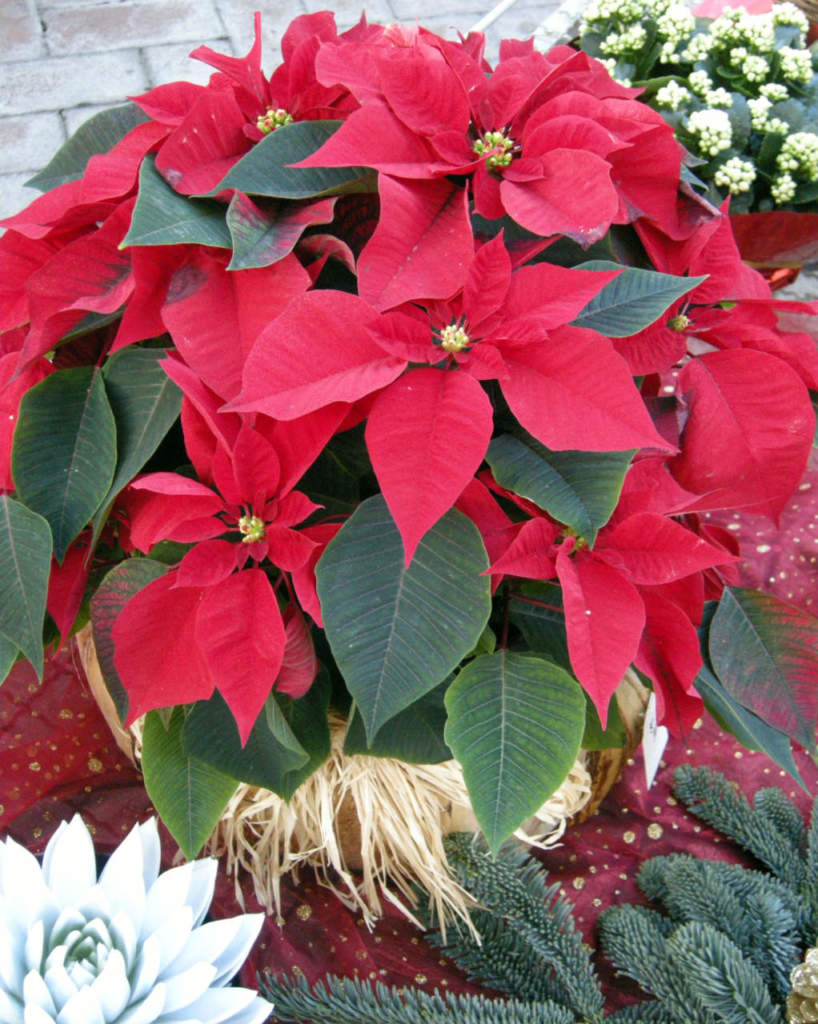 poinsettia stella di natale