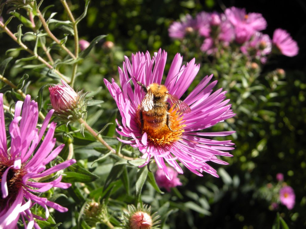 aster lunario