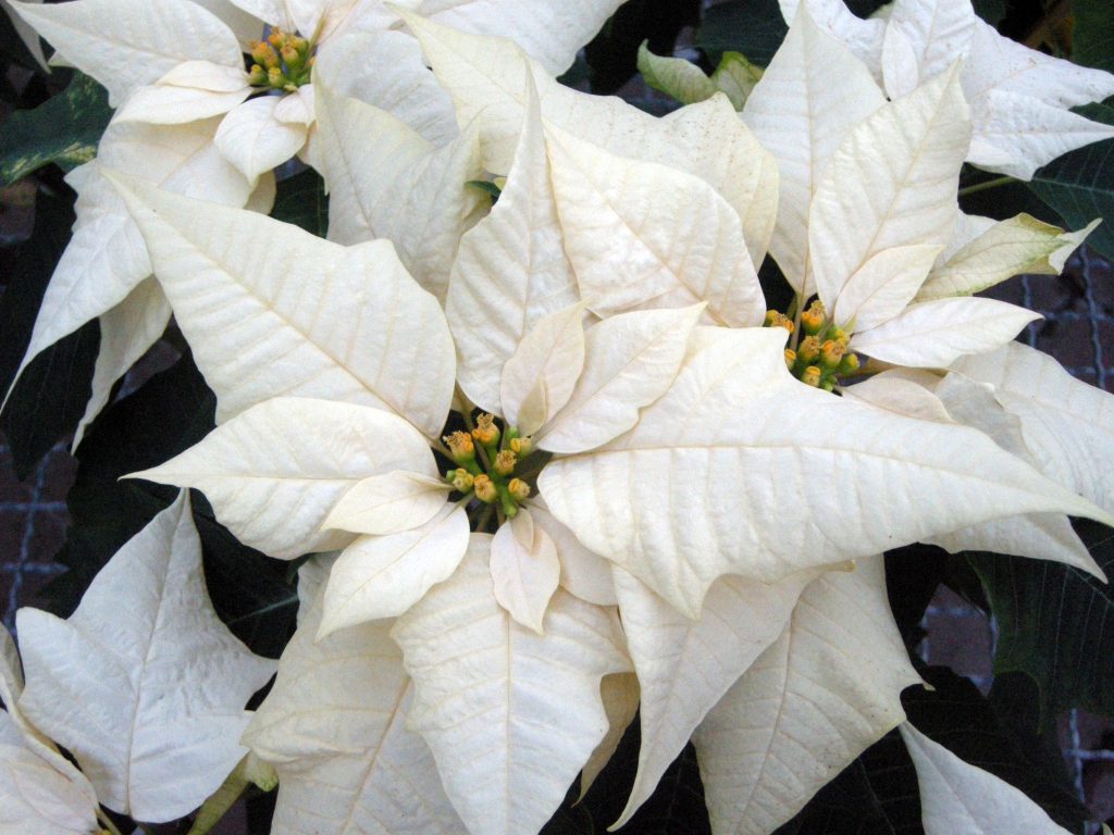 poinsettia stella di natale lunario dicembre
