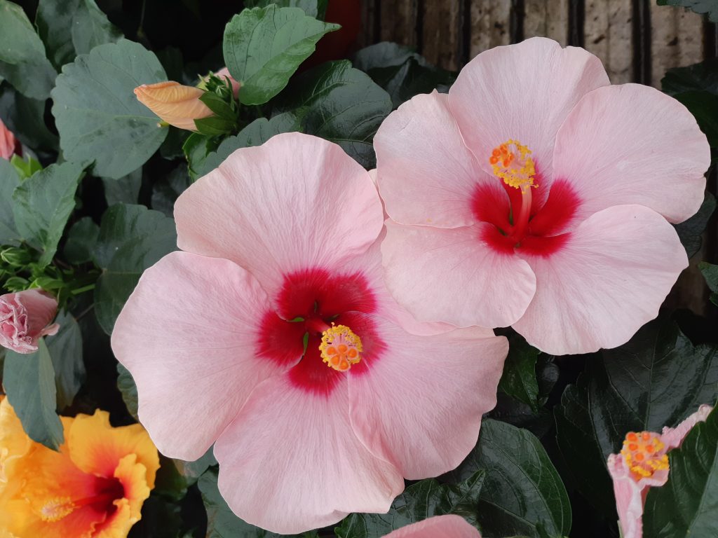 ibisco lunario hibiscus