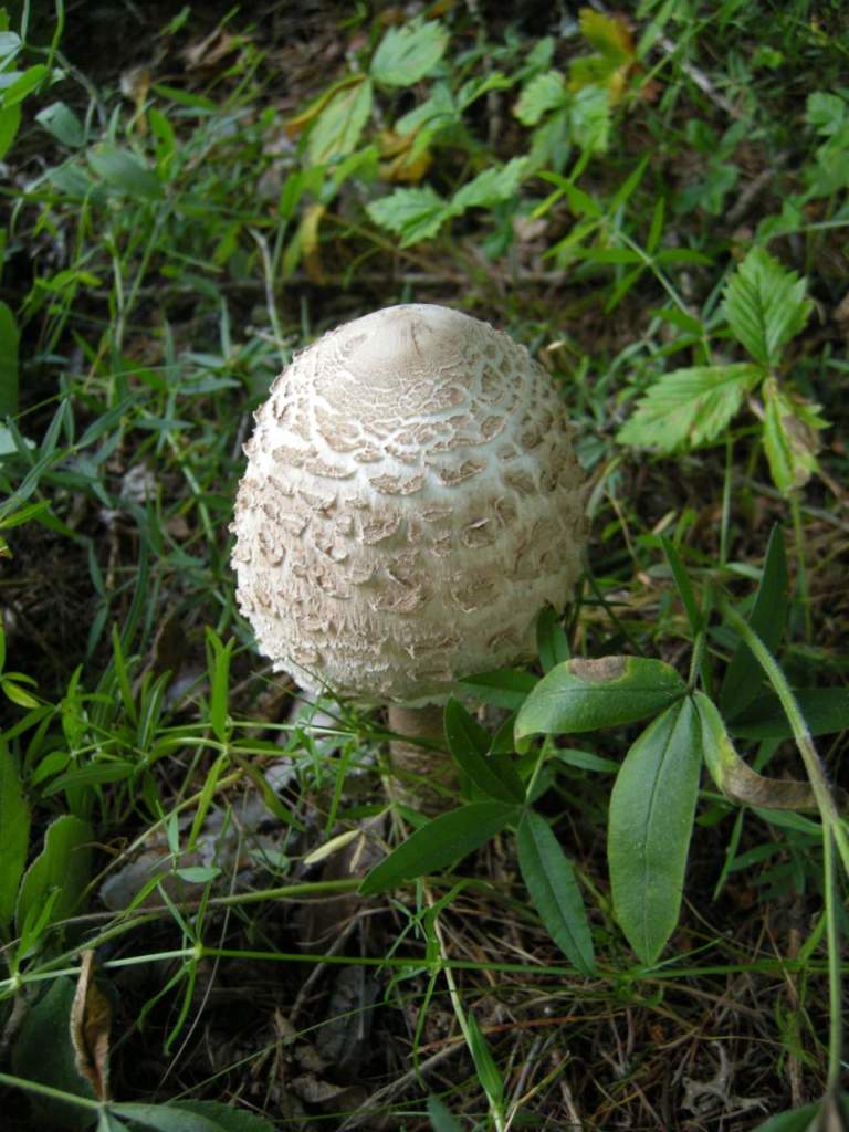 macrolepiota_procera funghi commestibili