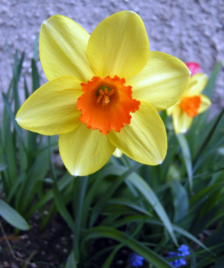 narciso lunario