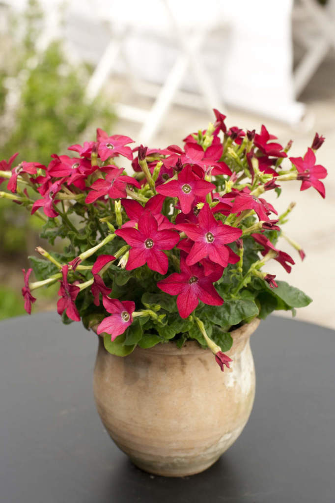 nicotiana alata
