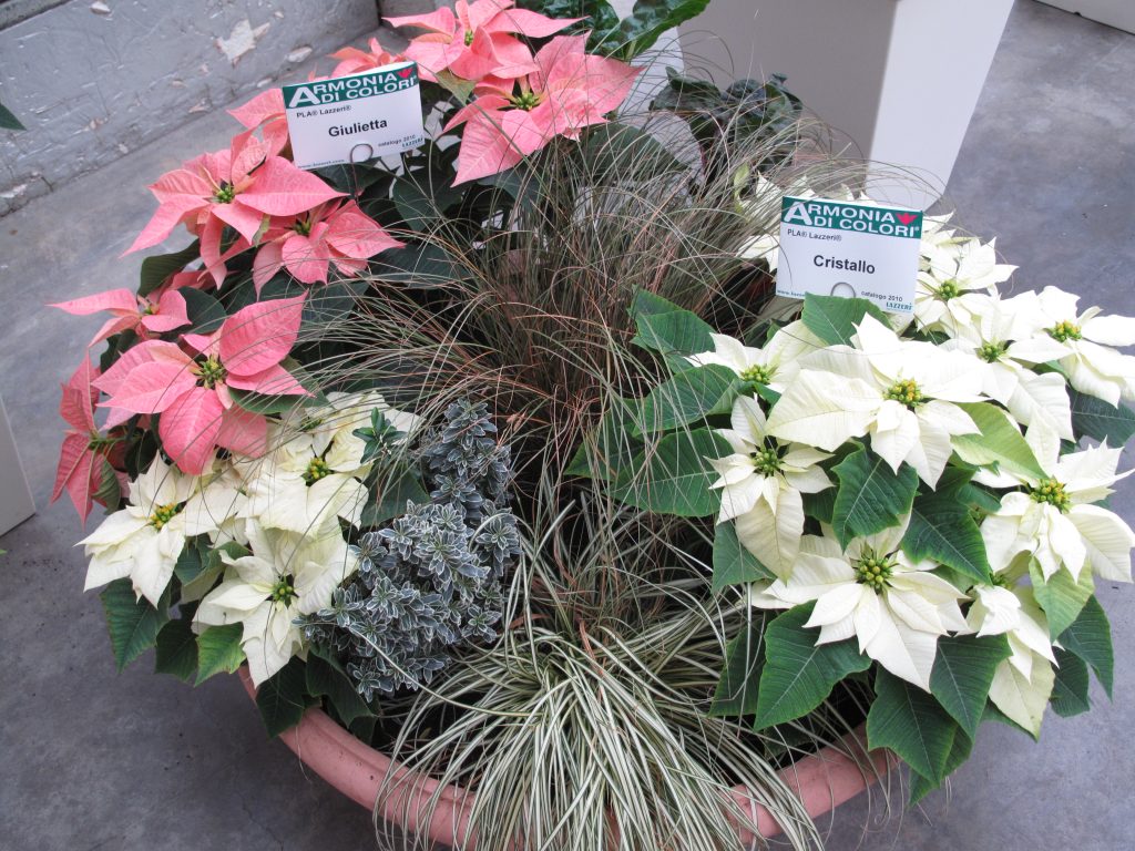 stella di natale poinsettia