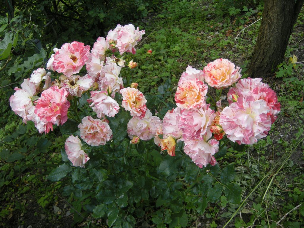 rosa alfred sisley lunario