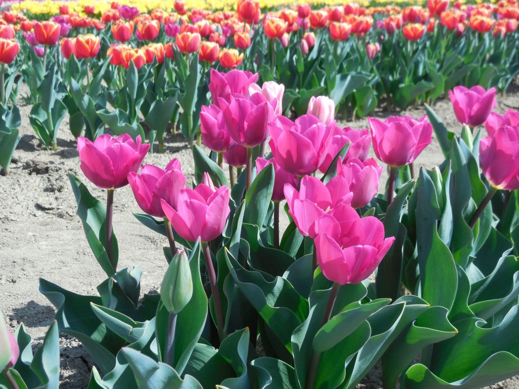 tulipano lunario
