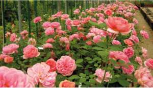 mostre mercato rose di firenze