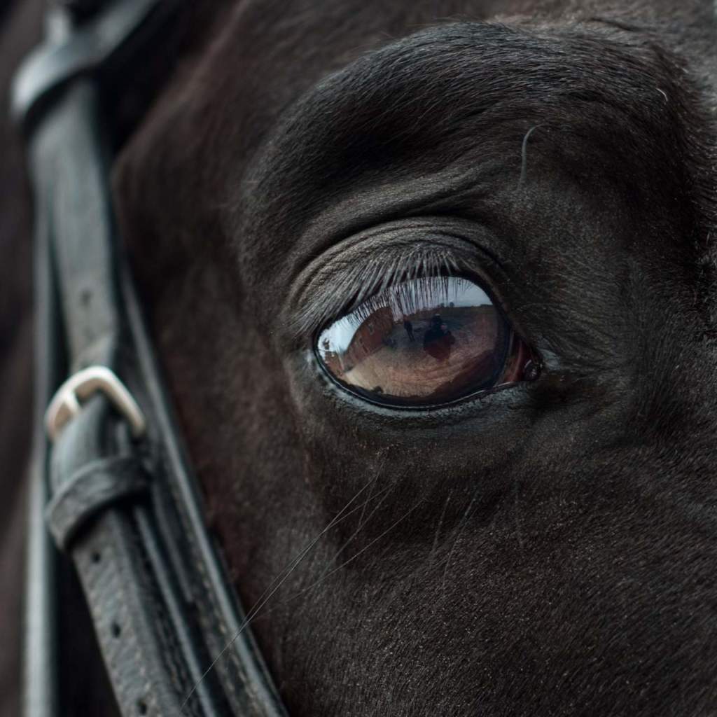 cavallo