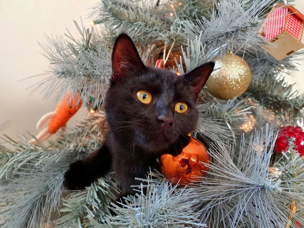 gatto natale