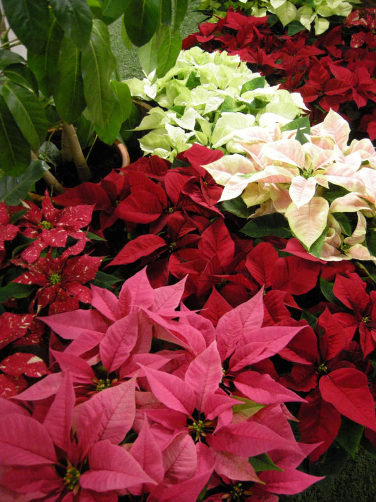 euphorbia poinsettia stella natale