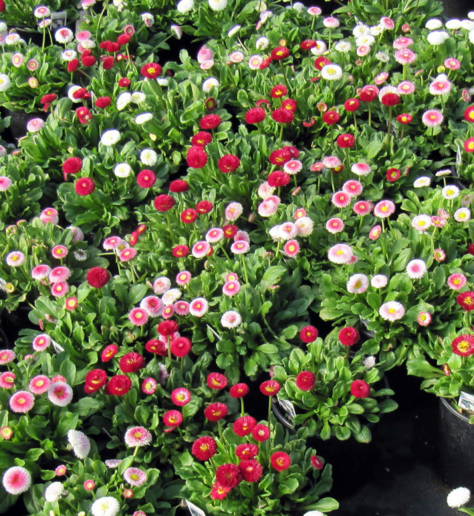 bellis